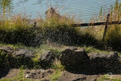 Insects by the thousands! Insects by the thousands!
