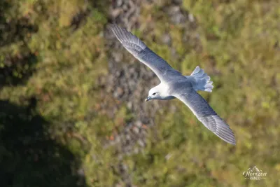 Northern Fulmar, a species of seabird that nests in the canyon Northern Fulmar, a species of seabird that nests in the canyon