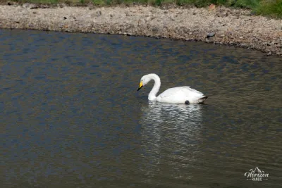 Un cygne