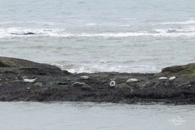Seals Seals