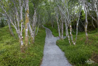 The way back into the forest The way back into the forest