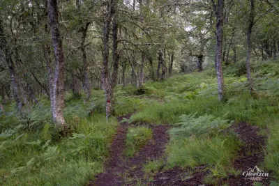 Back to the forest Back to the forest