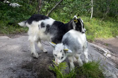 Encounter with goats Encounter with goats