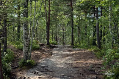 Descent into the forest Descent into the forest
