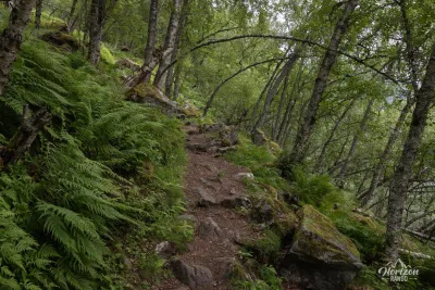 Forest trail Forest trail