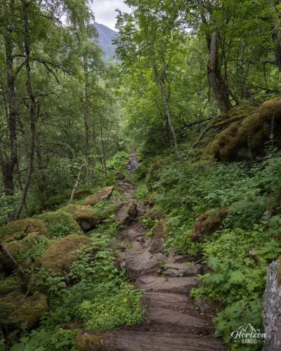 Forest trail Forest trail