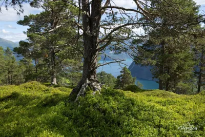 Start in a pine forest Start in a pine forest