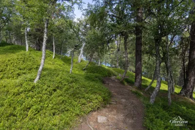 Birch forest Birch forest