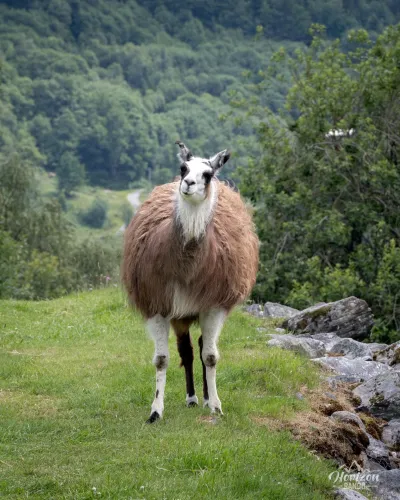 Lama de la ferme Lama de la ferme