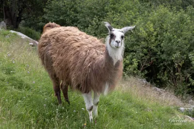 Lama de la ferme Lama de la ferme
