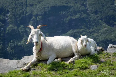 Chèvres de la ferme de Vesterås Chèvres de la ferme de Vesterås