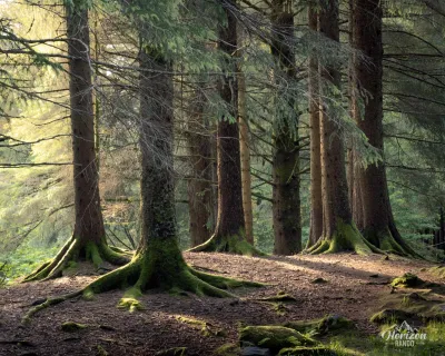 Forest trail Forest trail