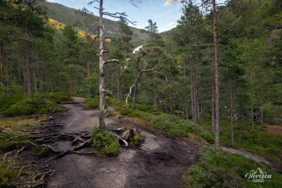 Forest path Forest trail