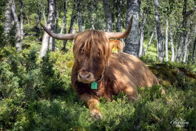Highland cow Highland cow
