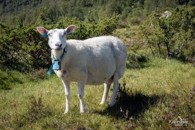 Lots of curious sheep that day! Lots of curious sheep that day!