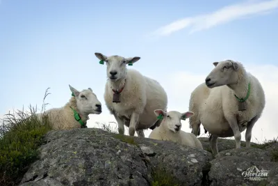 Sheep on the summit of Ulriken Sheep on the summit of Ulriken