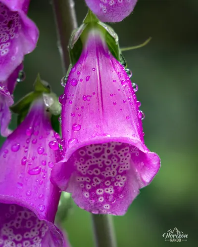 Purple foxglove Purple foxglove
