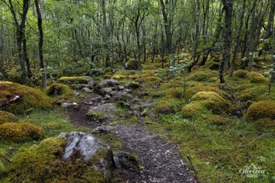 Forest trail Forest trail