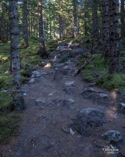 Forest trail Forest trail