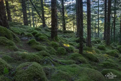 Forest trail Forest trail