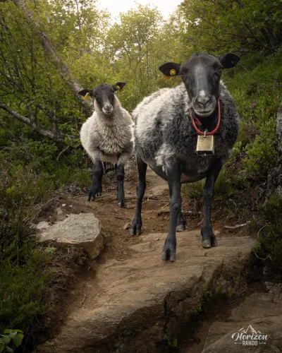 Rencontre avec une brebis et son agneau ! Rencontre avec une brebis et son agneau !