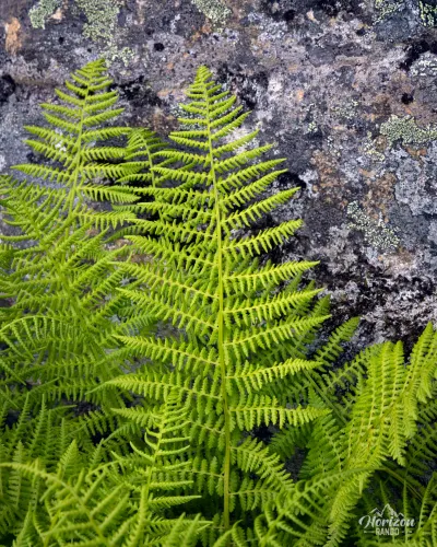 Brightly colored ferns along the way Brightly colored ferns along the way