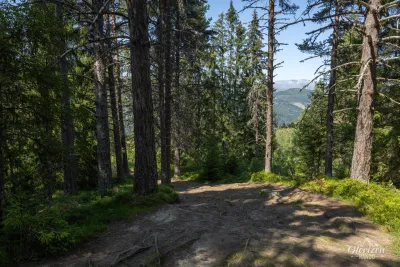 Forest trail Forest trail
