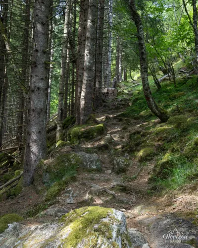 Good trail, mainly in the forest Good trail, mainly in the forest