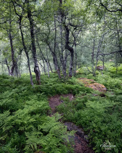 Beautiful birch forest Beautiful birch forest