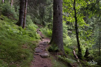 Magnificent forest trail Magnificent forest trail