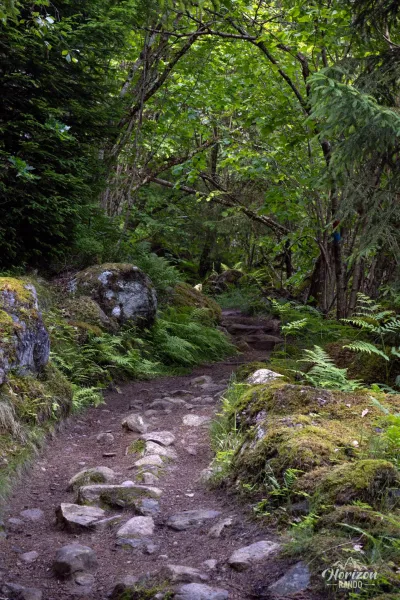 Very pleasant trail through the forest Very pleasant trail through the forest