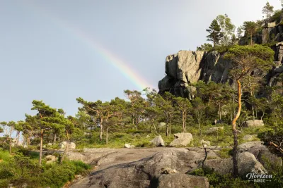 Sparse pine forest Sparse pine forest