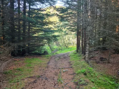 Short forest passage Short forest passage