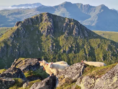 Sheep on Guratinden South summit Sheep on Guratinden South summit
