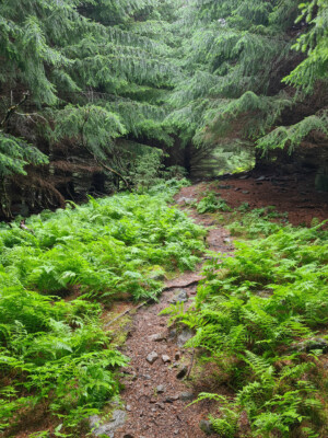 Court passage en forêt Court passage en forêt