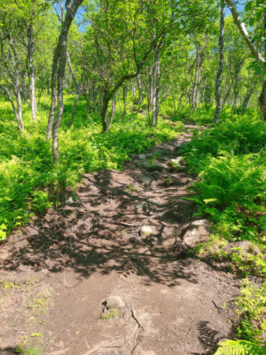 Start of the steeper climb Start of the steeper climb