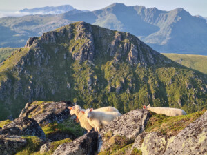 Sheep on Guratinden South summit Sheep on Guratinden South summit