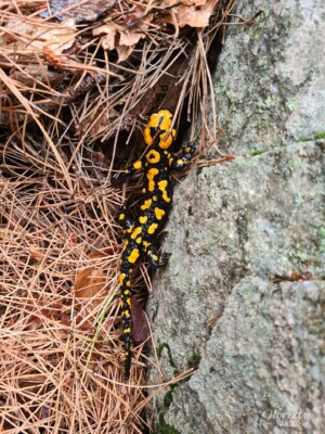 Les salamandres sont nombreuses en cette journée humide Une salamandre