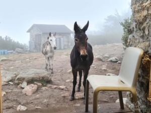 Refuge de Pietra Piana Refuge de Pietra Piana