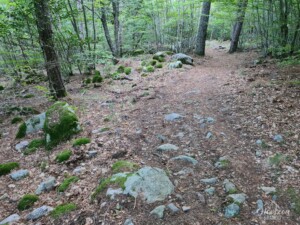 Forêt territoriale de Vizzavona Forêt territoriale de Vizzavona