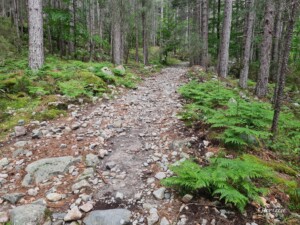 Piste forestière de Vivario Piste forestière de Vivario