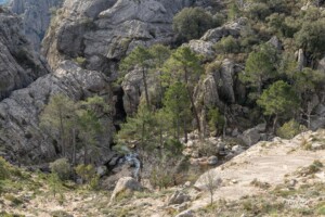 Forêt de l'Ospedale Forêt de l'Ospedale