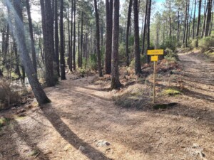 Forêt de l'Ospedale Forêt de l'Ospedale
