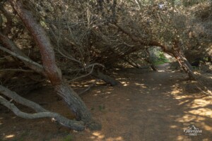 Path between the two Sperone beaches Path between the two Sperone beaches