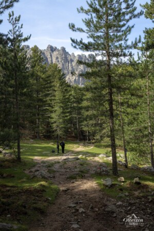 Forêt de pins de Bavella Forêt de pins de Bavella