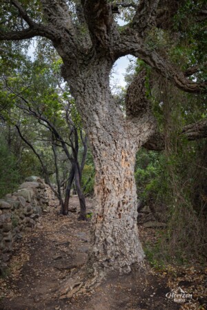 Cork oak Cork oak