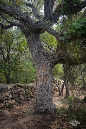 Cork oak Cork oak