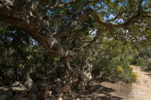 Sentier des Bruzzi Sentier des Bruzzi
