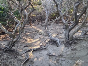 A very short passage in the shade! A very short passage in the shade!