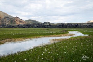De la verdure, inhabituel pour la région De la verdure, inhabituel pour la région